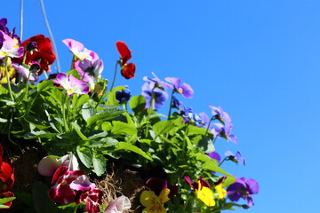 カラフルなビオラのハンギング