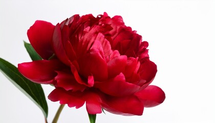 Obraz premium beautiful red peony flower isolated on white background