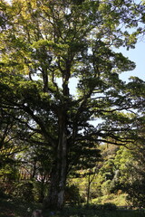 Fototapeta premium 大きなタブノキ