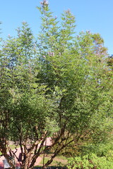 西洋ニンジンボク　チェストツリー