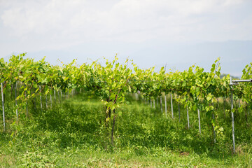 初夏のシャインマスカット畑