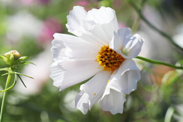 筒形の花弁の白いコスモス　シーシェル