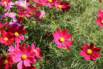 赤いコスモスの花　カサノバ