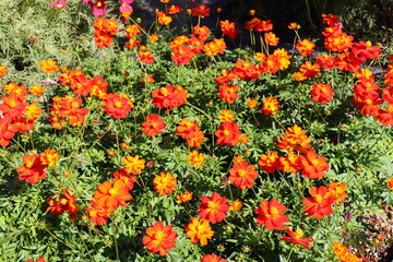 オレンジ色のキバナコスモス　ロードスカーレット