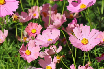 オレンジがかったピンクのコスモス　オレンジキャンパス