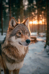 A wolf in a snowy forest, sunlight filtering through the trees highlights the texture of its fur and its captivating gaze, embodying the essence of the wild.