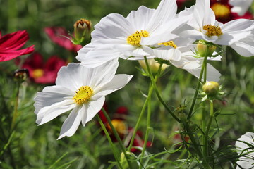 白いコスモスの花