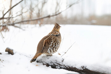 Ruffed grouse in the winter