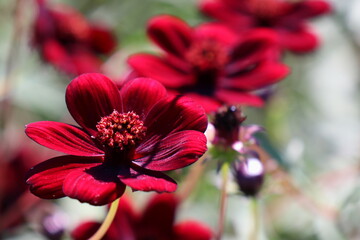 チョコレートコスモス　チョコモカ