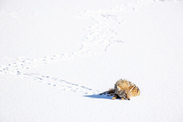 Coyote laying in the snow on a sunny day