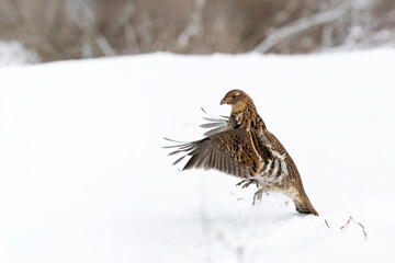 Ruffed grouse in the winter