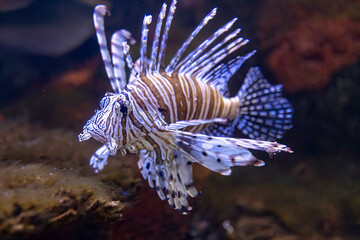 Lionfish