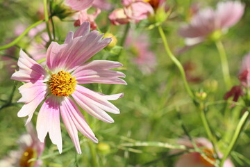 アプリコット色のコスモス　アプリコットレモネード