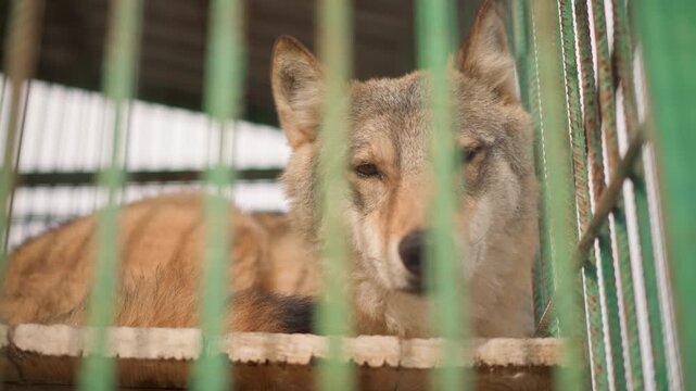 caged wolf in shelter enclosure, lonely canine rests on platform behind green metal bars, gaze locked on camera, sunlight slants through roof, atmosphere somber with conservation and rescue urgency