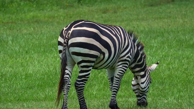 A Plains zebra (Equus quagga) grazes on green grass, and lifting its tail to urinate, close up shot.