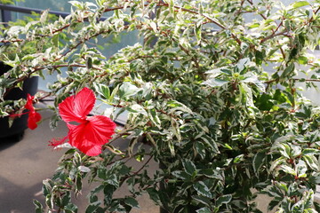 斑入り葉の赤いハイビスカスの花