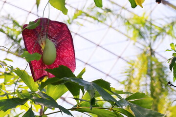 変わった花をつけるアリストロキア・ギガンティア