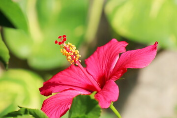 赤いハイビスカスの花　カイロローズ