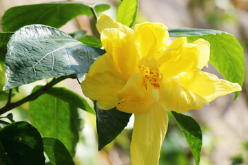 黄色いハイビスカス　タリサイ
