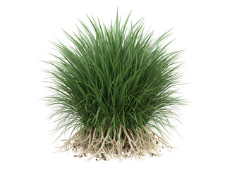 Green grass plant with visible roots isolated on transparent background design element