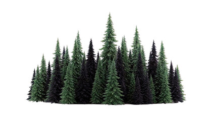 A dense cluster of evergreen conifer trees