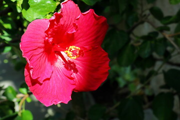 赤いハイビスカスの花　ロイヤルサンダー