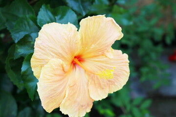 黄色いハイビスカスの花　ゴールデンエッグ