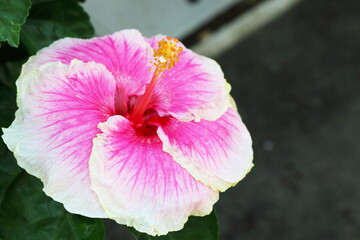 白とピンク色をしたハイビスカス　レディアン