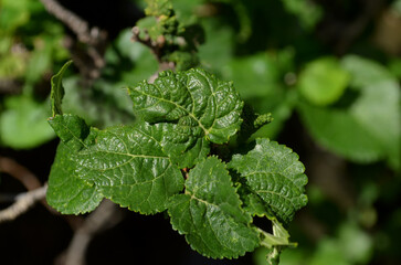 extreme close up of curly berry leaves. fresh and light green in color