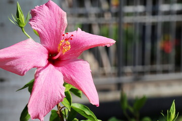星形のピンクのハイビスカス　南姫