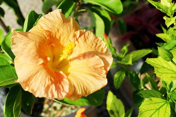 黄色いハイビスカスの花　夕日の微笑