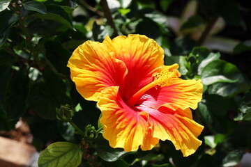 濃い黄色に中央がオレンジのハイビスカスの花　イエローキング