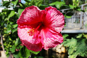 赤地に白い模様のハイビスカスの花　K55