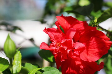 赤い八重咲きのハイビスカスの花　レッドドラゴン