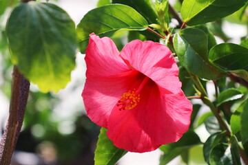 赤いハイビスカスの花　姫恋の瞳