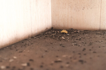 大量のねずみの糞
