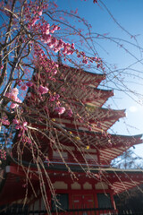 しだれ梅と五重塔　春の新倉山浅間公園
