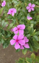 Fototapeta premium Purple Madagascar periwinkle