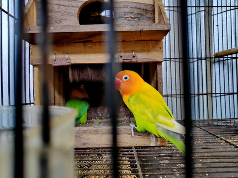 Lovebirds belong to the genus Agapornis, a group of small parrots native, in cages, to be kept and bred.