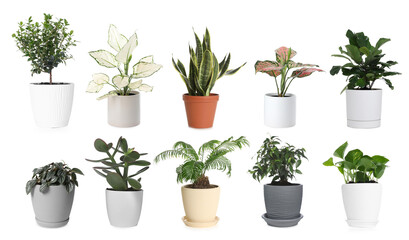 Lush green house plants in pots isolated on white, set