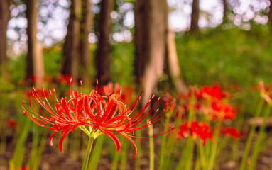 真っ赤に映える曼珠沙華、彼岸花