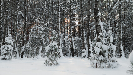 Fototapeta premium Dusk Falling Over Snow Filled Pine Clearing, Soft Low Sun Filtering Through Trunks, Scattered Young Firs Punctuating White Field, Contemplative Quiet And Cool Evening Air