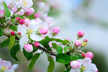 White apple blossom on a branch with buds