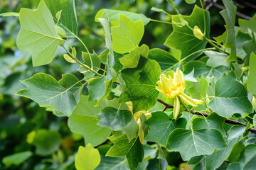 Tulip tree flower,Liriodendron tulipifera, selective focus