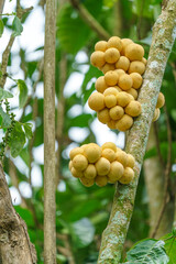 Bunches of fresh yellow longkong or duku fruit growing on a tree branch in a tropical garden. Lansium parasiticum clusters in a natural outdoor setting with blurred green leaves background.