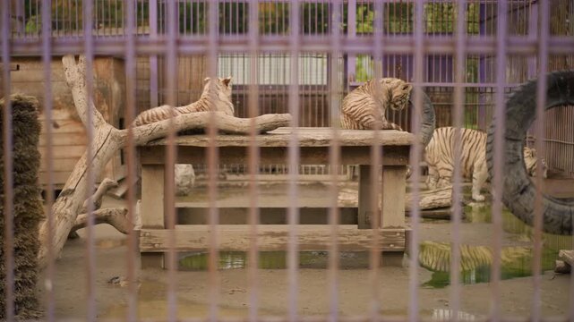Cheetahs resting inside barred enclosure quiet zoo exhibit captures two spotted cheetahs lounging on wooden platform and curved branch, one stretched while other paces near worn tire, muddy floor