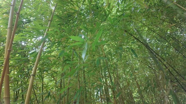 Panning shot of dense bamboo thickets on a sunny day.
