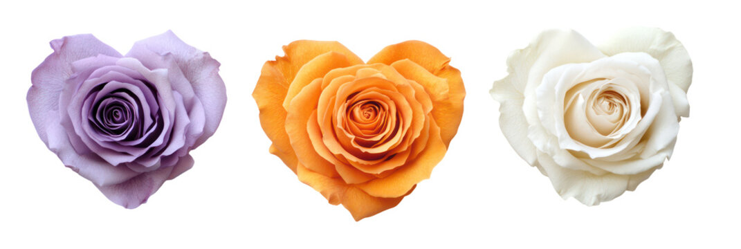 Colorful heart-shaped roses for valentine's day decoration, isolated on transparent background - Powered by Adobe