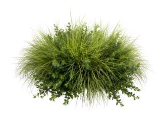 Isolated green bush with transparent background for design and decoration