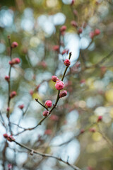 冬・風に揺れ太陽の光日光にきらめく梅の新芽と花のつぼみ　日本の季節　越冬・春・芽吹き2月のイメージ